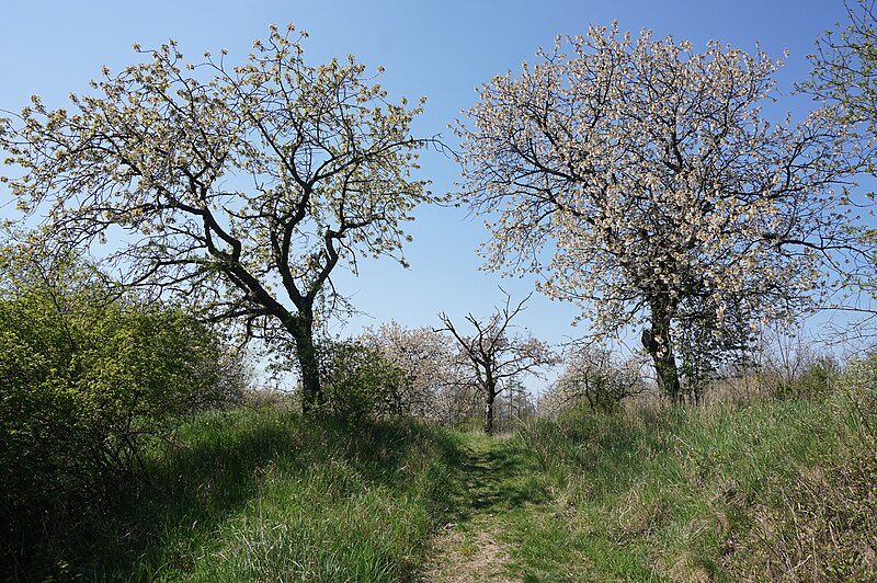 Chlum (hrad) - ventip.cz